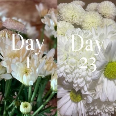 _webpage header for webp (400 × 400 px) (2) how to make flowers last longer